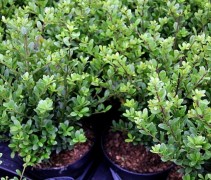 Ilex crenata 'Dark Green'