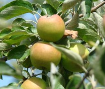 Malus domestica 'Cox's Orange Pippin'