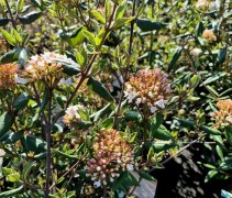 Viburnum x Burkwoodii