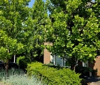 Liriodendron tulipifera 'Fastigiatum' - Zuilvormige Tulpenboom - 3