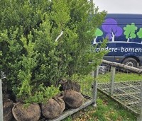 Ilex crenata 'Green Hedge' - Japanse hulst - 1