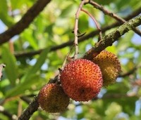 Arbutus unedo - Aardbeiboom - 2