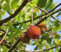 Arbutus unedo - Aardbeiboom - 1