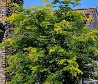 Gleditsia triacanthos 'Sunburst' - Valse christusdoorn - 2
