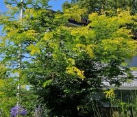 Gleditsia triacanthos 'Sunburst' - Valse christusdoorn - 1