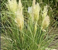 Cortaderia selloana 'Mini Pampas' - Pampasgras 'Mini Pampas'   - 2