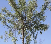 Pyrus salicifolia