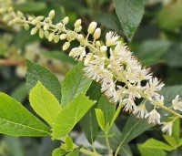 Clethra alnifolia 'Hummingbird' - Schijnsels 'Hummingbird' - 2