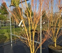 Acer palmatum ‘Bi-hoo’ - Acer palmatum ‘Bi-hoo’ - 3