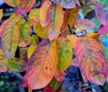 Amelanchier lamarckii
