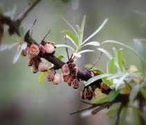 Hippophae rhamnoides