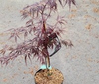 Acer palmatum 'Firecracker'  - Japanse Esdoorn 'Firecracker' - 1
