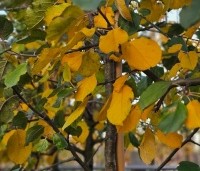 Malus dom. 'Rode Boskoop' - Malus dom. 'Rode Boskoop' - herfst