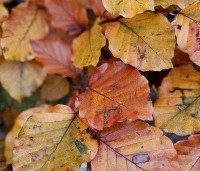 Fagus sylvatica 'Atropunicea' - Rode beuk - herfstverkleuring 2024