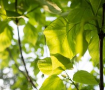Catalpa bign Aurea in de zon