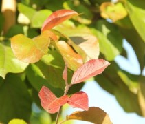 Malus Neville Copeman jong blad