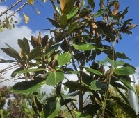 Magnolia grandiflora 'Little Gem' - Bladhoudende magnolia. - 1