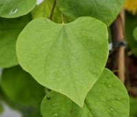 Cercis canadensis 'Golden Falls' - Cercis canadensis 'Golden Falls' - 1