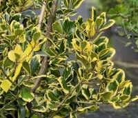 Ilex Altaclerensis 'Golden King' - Goudgele bonte hulst - 1