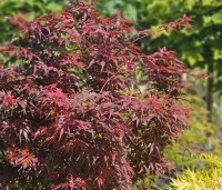 Acer palmatum 'Shaina' - Japanse Esdoorn 'Shaina' - mei