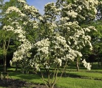 Cornus kousa - Japanse grootbloemige Kornoelje - 3