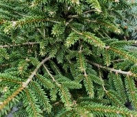 Picea Oriëntalis - spar met geel uitlopende naalden - 4