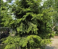 Picea Oriëntalis - spar met geel uitlopende naalden - 3