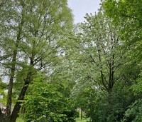Corylus avellana - Gewone hazelaar - toepassing in park met Betula en Sorbus Aria