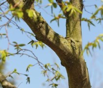 Stam met jonge uitloop Haagbeuk bijna volwassen boom