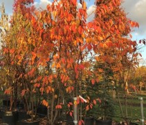 Witte reuzen sierkers, meerstammig in herfst kleuren