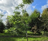 Rhus typhina - Fluweelboom - 2