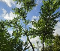 Rhus typhina - Fluweelboom - 1