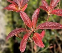 Rhododendron 'Koster's Brilliant Red' - Azalea 'Koster's Brilliant Red' - herfst