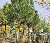 pinus pinea - Parasolden - 3