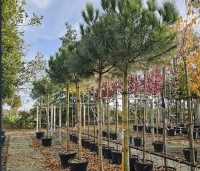 pinus pinea - Parasolden - 1