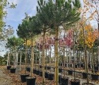pinus pinea - Parasolden - 2
