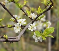 Prunus dom. 'Mirabelle de Nancy' - Prunus dom. 'Mirabelle de Nancy' - 1