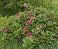 Rosa rugosa - Japanse Bottelroos - 2