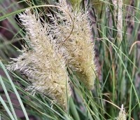 Cortaderia selloana 'Mini Pampas' - Pampasgras 'Mini Pampas'   - 3