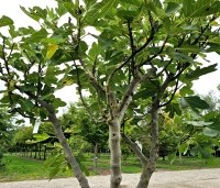 Ficus carica - Vijg - 2