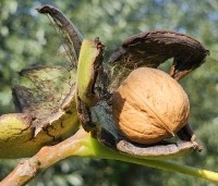 Juglans regia 'Buccaneer' - Walnoot - 1