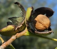 Juglans regia 'Buccaneer' - Walnoot - 2