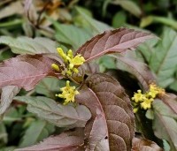 Diervilla splendens - Diervilla - 2