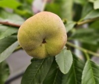 Prunus persica 'Saturne' - Perzik 'Saturne' - 4
