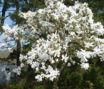 Magnolia 'Donna' is een mooie bloeiende struik die het goed doet in het Nederlandse klimaat