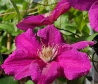 Clematis 'Ernest Markham' - Bosrank 'Ernest Markham' - 1