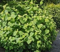 Hydrangea arb. 'Incrediball Strong Annabelle'  - Hortensia 'Incrediball Strong Annabelle' - 3