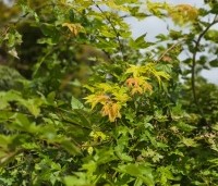 Acer shirasawanum 'Jordan' - Japanse Goud-Esdoorn 'Jordan' - 3