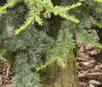 Cedrus libani glauca fastigiata