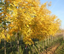 Gele Acacia op onze kwekerij in Gelderland